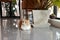 Brown persian cat lying down the floor in coffee shop