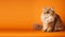 brown persian cat portrait orange background