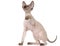 Brown Peterbald cat, Oriental Shorthair