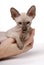 Brown Peterbald cat, Oriental Shorthair