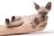 Brown Peterbald cat, Oriental Shorthair