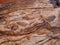Brown Petrified Wood Rock Abstract in Arizona