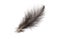 Brown pheasant feather on a white background