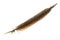 Brown pheasant feather on a white background