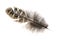 Brown pheasant feather on a white background