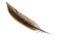 Brown pheasant feather on a white background