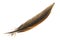 Brown pheasant feather on a white background