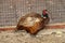 Brown pheasant in ZOO