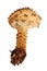 Brown Pholiota mushroom on white