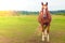 Brown Piebald, bay horse horse in the summer in the pasture,