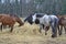 Brown and piebald horses eating hay