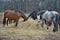 Brown and piebald horses eating hay