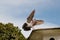 Brown pigeon coming in to land