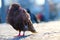 Brown pigeon sitting and sleeping on the cobblestone pavement in front of a blurry urban scene in berlin
