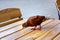 A brown pigeon walks with its paws on a wooden table.