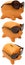 Brown piggy bank in sunglasses