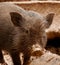 Brown piglet with muddy snout