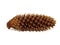 Brown pine cone on white background