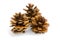 Brown pine cones
