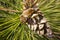 Brown pine cones on a branch closeup macro