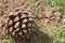 Brown Pinus roxburghii-Pinus Placed on ground Dropped from roxburghii Tree Top angle shot-Closeup of Pinus