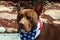 Brown Pit Bull Wearing Patriotic Bandana