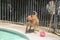 Brown pitbull shaking off water after a swim