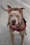 Brown pitbull smiling for the camera