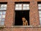 Brown pitbull terrier standing in an open window