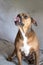 Brown Pitbull with Tongue Out portrait