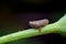 Brown plant hopper on the twig of the plant with black background. These planthopper species that feeds on rice plants. They feed