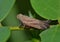 Brown Planthopper insect facing left.