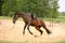 Brown playful latvian breed horse bucking and trying to get rid