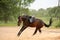 Brown playful latvian breed horse bucking and trying to get rid