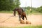 Brown playful latvian breed horse bucking and trying to get rid