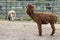 Brown plush alpaca resembling a large poodle