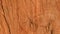 Brown plywood wooden surface. Vintage pine hardwood background. Old weathered natural wood texture of a rough tree - trunk of a