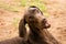 Brown pointer dog with a curious and funny expression