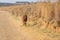 Brown Pointer dog running along a coutryside dirt road