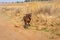 Brown Pointer dog running along a gravel road, kicking up dust