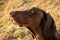 Brown Pointer dog sideview portrait outdoors