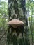 Brown polypore