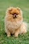 Brown pomeranian dog