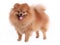 Brown pomeranian dog on white background