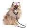 Brown Pomeranian Sheepdog with a nurse`s hat and a stethoscope