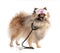 Brown Pomeranian Sheepdog with a nurse`s hat and a stethoscope