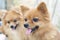 Brown pomeranians