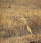 Brown pond heron bird and habitat