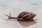 Brown pond snail crawling in the water