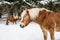 Brown Ponies in Snowy Jura Pine Trees Forest in Winter